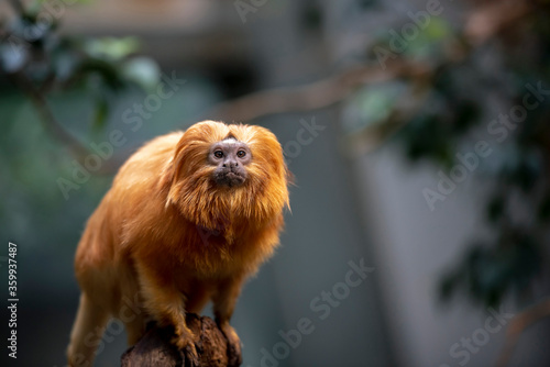 Goldenes Löwenkopfäffchen im Tierpark