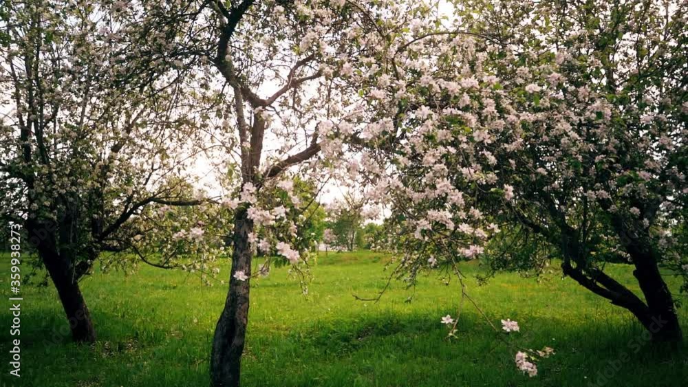 Blooming apple trees. Walking among city park.
Slow motion footage. Steadicam footage. Blooming apple trees. Walking among city park.
Slow motion footage. Steadicam footage.