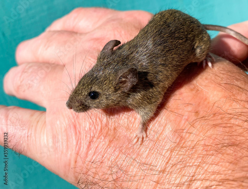 A live wild gray mouse sits on a human hand.