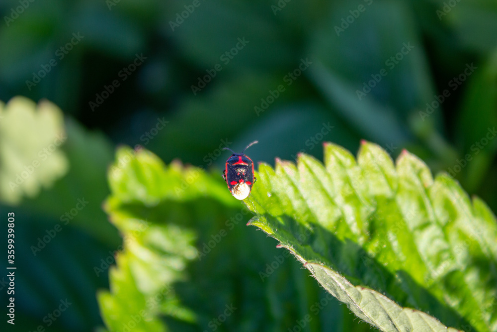 Soldier Beetle Climbing a Leaf. Soldier beetle - tiny black beetle with red head Soldier Beetle Climbing a Leaf. Soldier beetle - tiny black beetle with red head