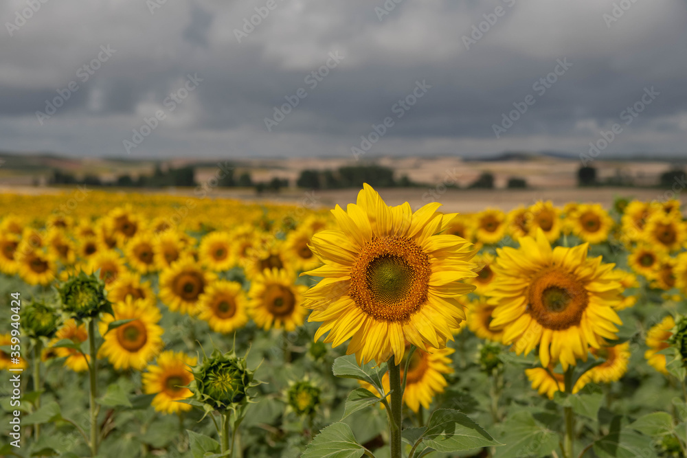 Close view of sunflowers field