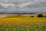 Great view of sunflowers field