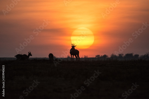 Sunrise over the plains of the Maasai Mara  Kenya