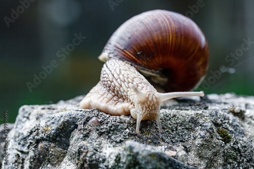 A close up of a snail walking on old stone in wildlife.