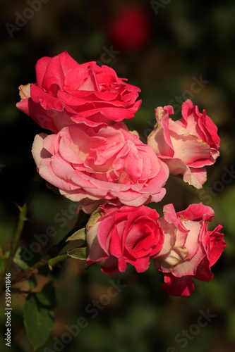 Colorful roses in summer garden