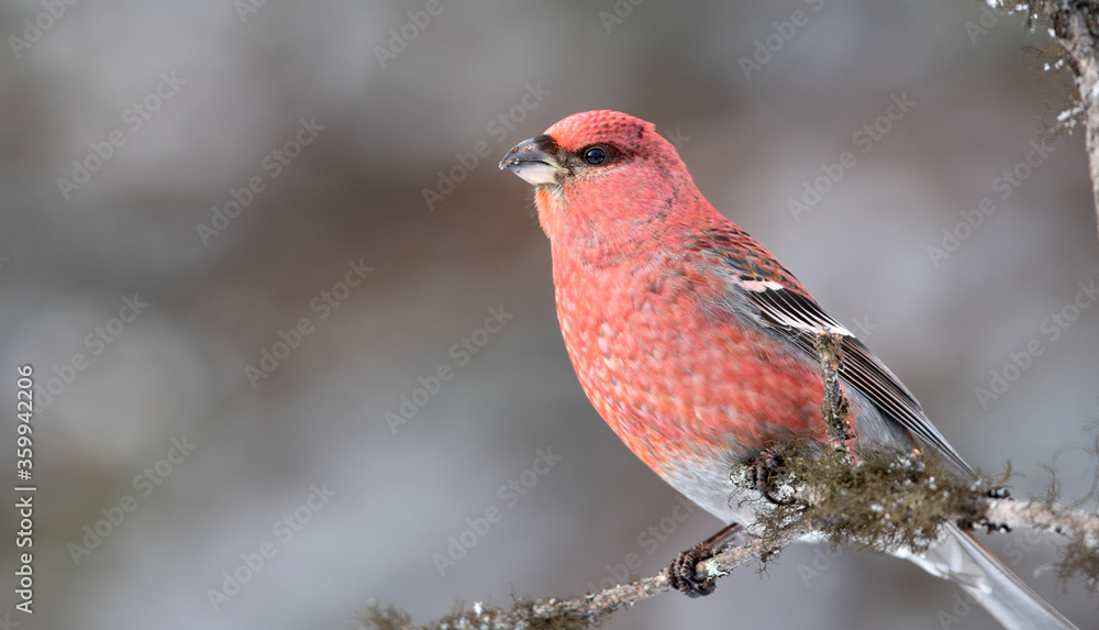 Pine Grosbeak (Pinocola enucleator) Pine Grosbeak (Pinocola enucleator)