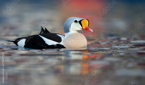 King Eider (Somateria spectabilis)