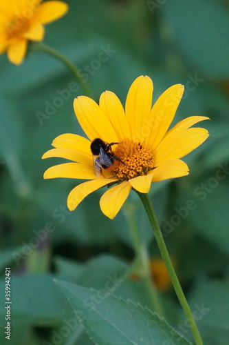 Bumblebee sits on a beautiful yellow  flower