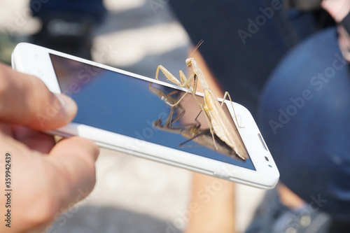 a mantis  on a flat screen of a white smartphone