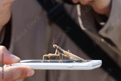 a large mantis landed on a screen of a smartphone
