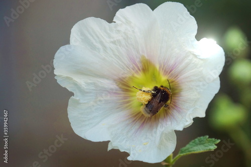 Bumblebee flew on a beautiful rose stock flower