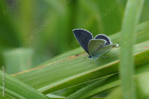 beautiful lucaena butterfly landing in  green grass