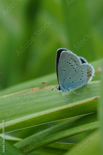 beautiful lucaena butterfly landing in  green grass