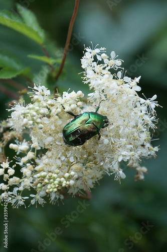 rose chefer sits on an inflorescence of white flowers