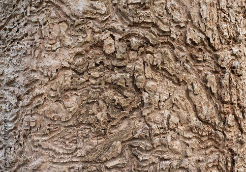 bark of tree in the forest