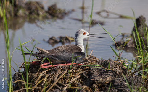 Black-Winged Stilt  incubating in the nest Which likes to nest in the open space on the ground. photo