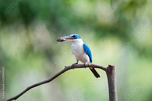 White - collared Kingfisher photo