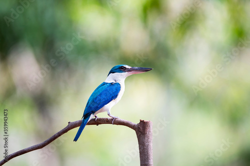 White - collared Kingfisher