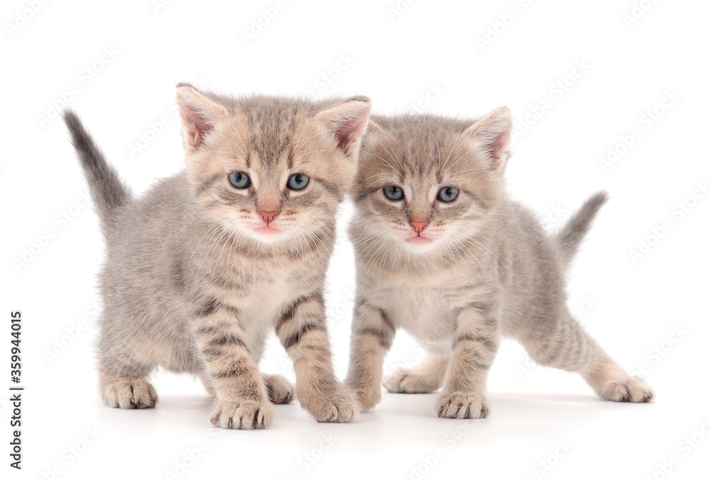 Two small gray kitten. Two small gray kitten.