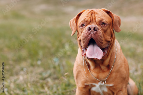 Portrait Dogue de Bordeaux. Purebred French Mastiff dog. photo