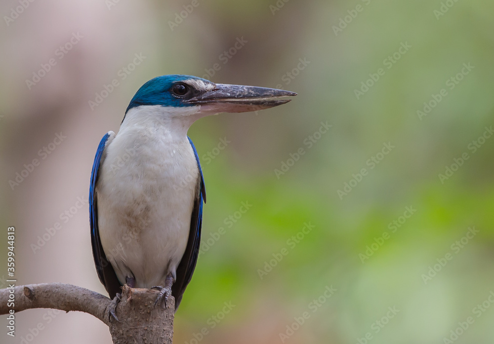 Fototapeta premium Collared kingfisher, White-collared kingfisher, Mangrove kingfisher