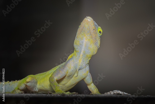 A lizard in the wild