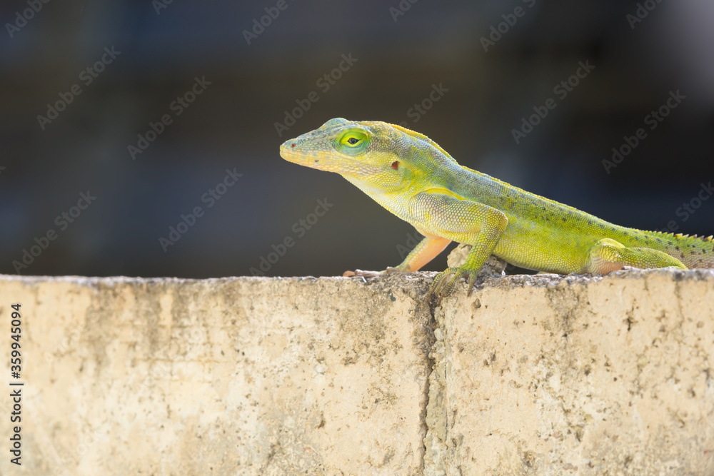Fototapeta premium A lizard in the wild