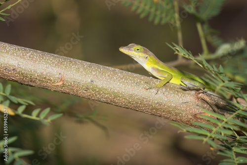 A lizard in the wild