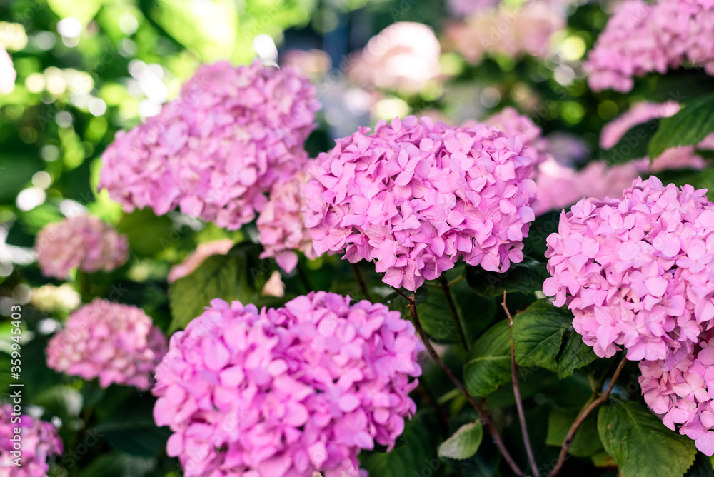 Hydrangeas bushes in full bloom in city park. Pink, lilac, purple bushes blooming in city park in summer. Hydrangeas bushes in full bloom in city park. Pink, lilac, purple bushes blooming in city park in summer.