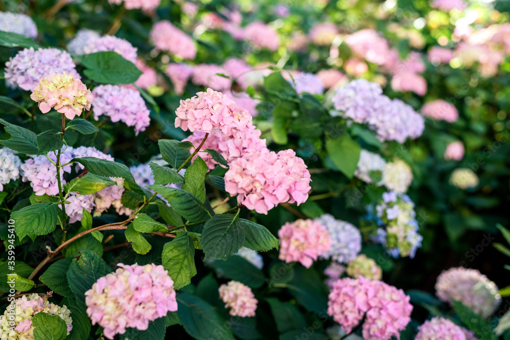 Hydrangeas bushes in full bloom in city park. Pink, lilac, purple bushes blooming in city park in summer. Hydrangeas bushes in full bloom in city park. Pink, lilac, purple bushes blooming in city park in summer.