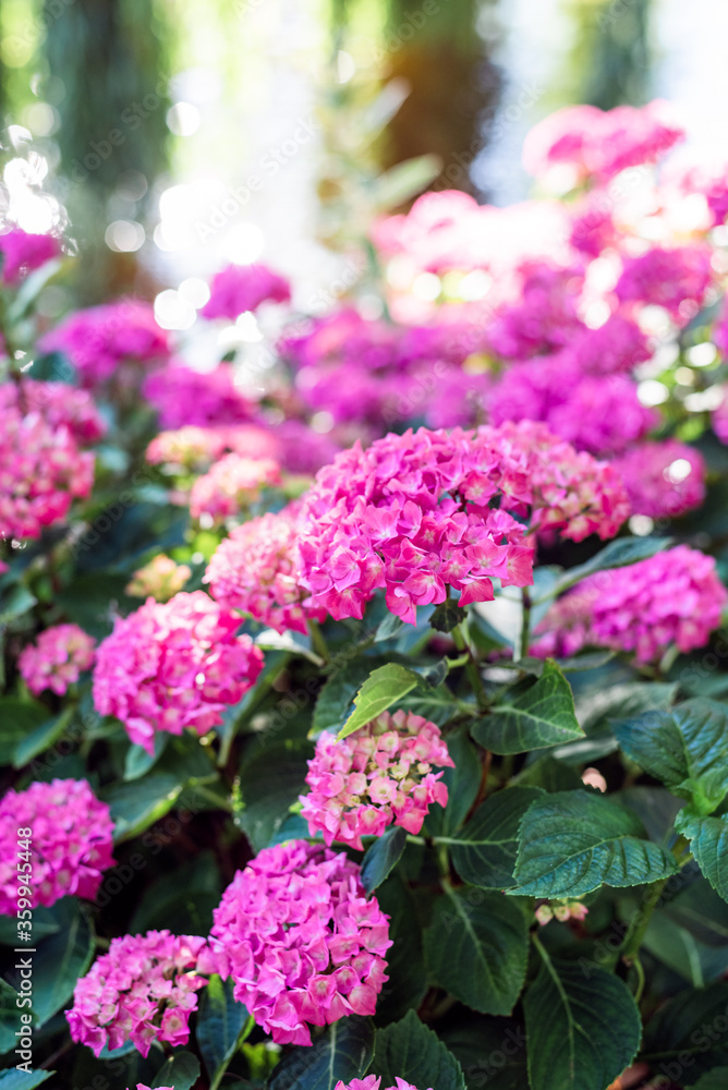 Hydrangeas bushes in full bloom in city park. Pink, lilac, purple bushes blooming in city park in summer.
Hydrangeas bushes in full bloom in city park. Pink, lilac, purple bushes blooming in city park in summer.