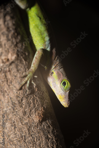 A lizard in the wild