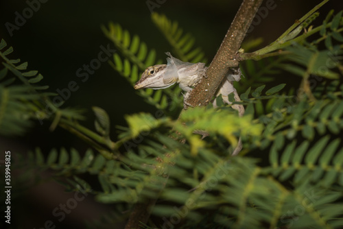 A lizard in the wild