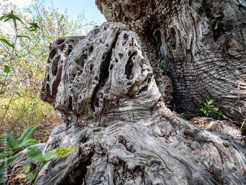 trunk of an old secular olive tree, Massafra, Apulia, Italy