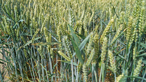 field near Happisburgh photo