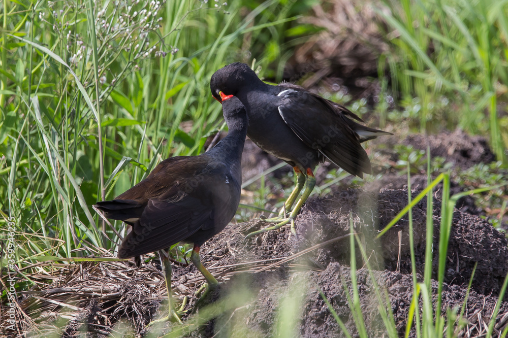 Common Moorhens helping each other clean the hairs after bathing.