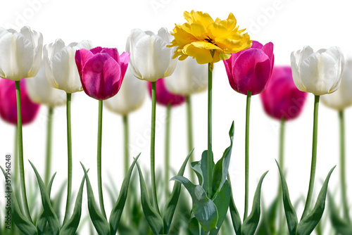 tulip flowers isolated on white