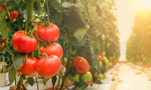 Tomatoes ripen in a greenhouse. Growing on an organic farm