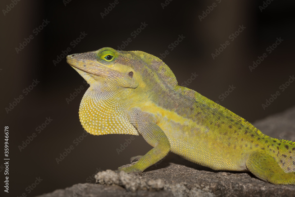 Obraz premium A lizard in the wild