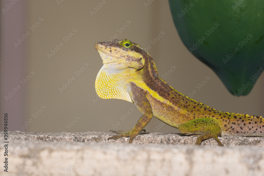 Fototapeta premium A lizard in the wild