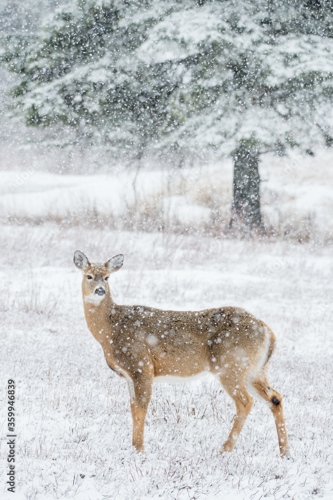 Obraz premium Winter Deer 
