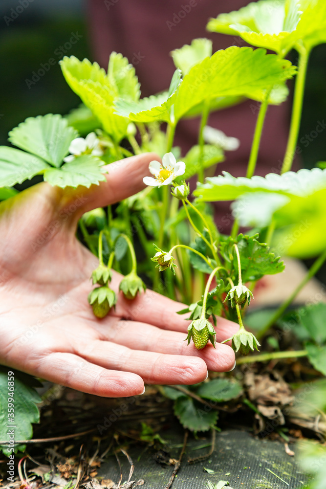 Bush of blooming strawberries with green berries and a hand holds berries. Vertical orientation. 