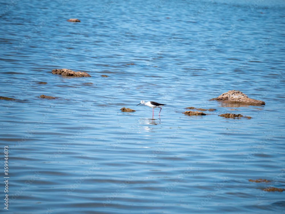The black-winged stilt (Himantopus himantopus)in the Salina dei Monaci Nature Reserve, an old salt pan at Torre Colimena, Taranto, Apulia, Italy The black-winged stilt (Himantopus himantopus)in the Salina dei Monaci Nature Reserve, an old salt pan at Torre Colimena, Taranto, Apulia, Italy