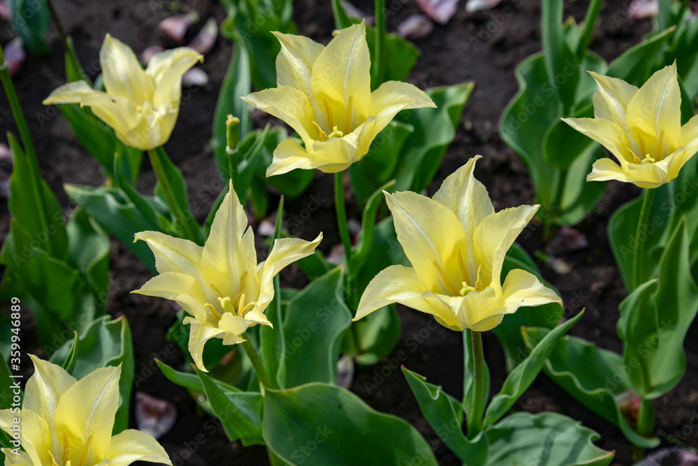 yellow tulip flowers in the garden yellow tulip flowers in the garden