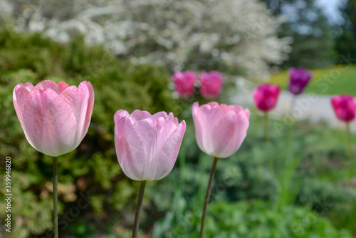 pink tulips in the garden