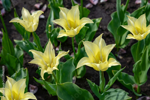 yellow tulip flowers in the garden