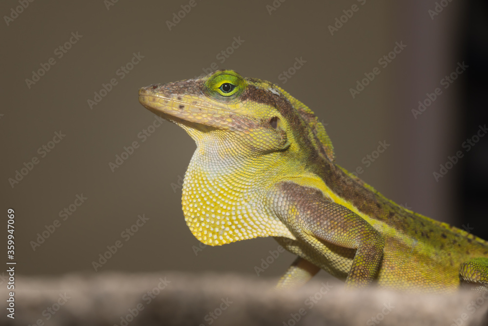 Fototapeta premium A lizard in the wild