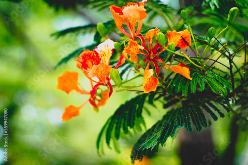 Beautiful Red Royal Poinciana Flamboyant Flower. Beautiful red royal Poinciana or flamboyant flower (Delonix regia). It is species of flowering plant in the bean family. Paradise, boyant.