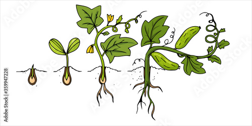 growing and ripening cucumber on a bed illustration isolated on a white background