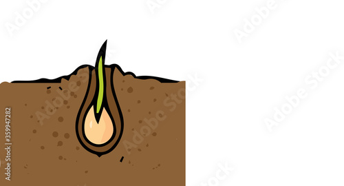 growing and ripening cucumber on a bed illustration isolated on a white background